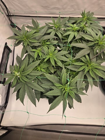 Zoap & Mimosa x OrangePunch — vegetative, day 64