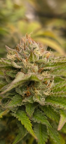 Attack Of The Clones — flower, day 75