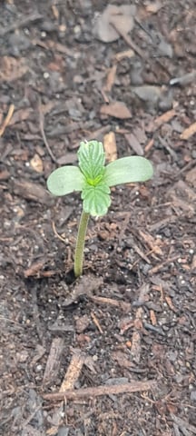 Grow — seedling_rooting, day 3