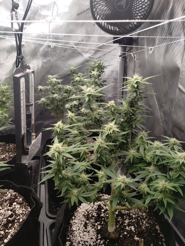 Second Grow — flower, day 13