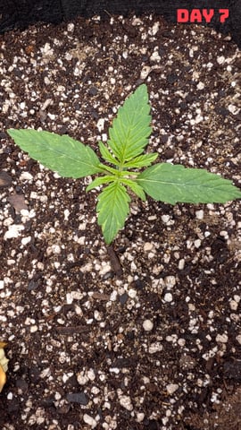 Strawberry Cheesecake Seedsman Seeds Autoflowers x2 — seedling_rooting, day 10