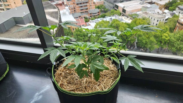 Royal Highness — vegetative, day 44