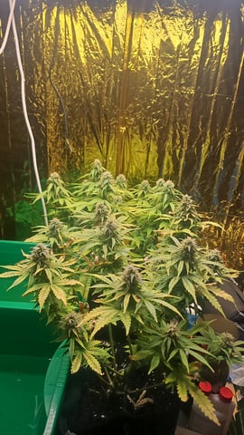 round 2 — flower, day 154