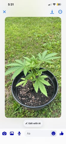 2026 Outdoor — vegetative, day 49