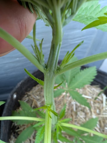 outdoor — seedling_rooting, day 46