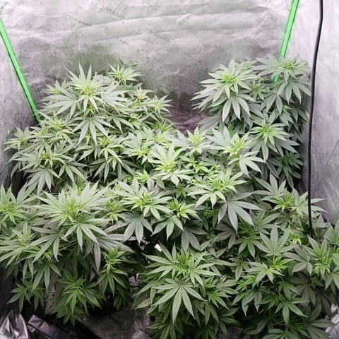 run #3 — vegetative, day 14