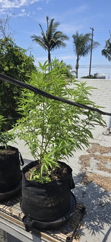 CzechsMex 2.0 — vegetative, day 161