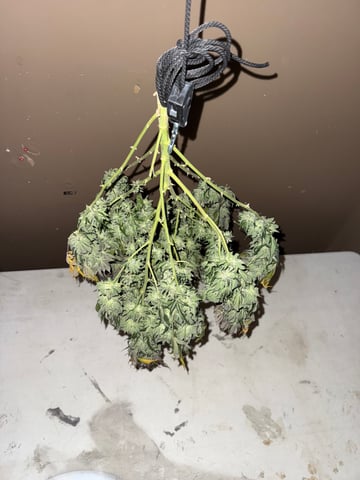 Blue Dream — harvest, day 115