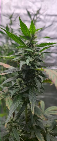 DeathStar, Grease Monkey, Goat Latto, Northern Lights — flower, day 81