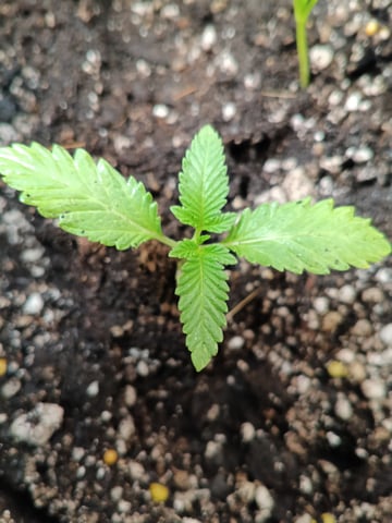 OG KUSH — seedling_rooting, day 15