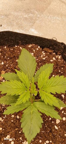 ROUND 1 — seedling_rooting, day 9