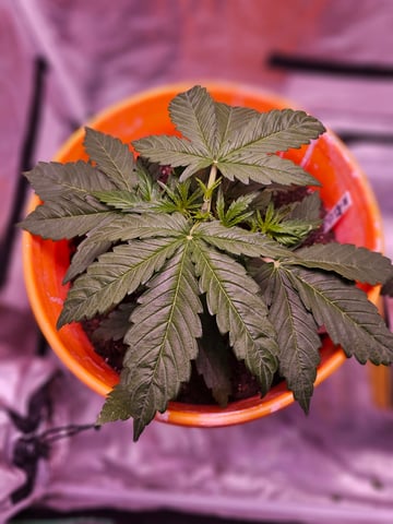 gary poppins — vegetative, day 34