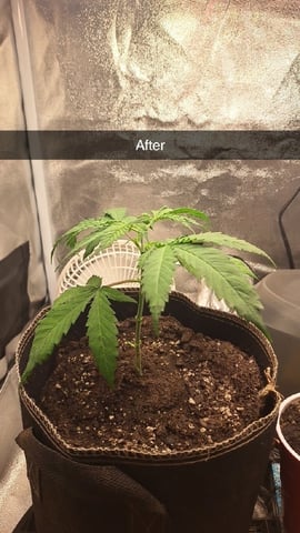 Grow 2 — vegetative, day 29