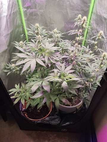 Indoor 1 — vegetative, day 29