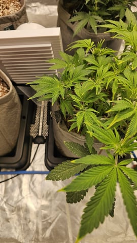 Autos For The Rest Of Winter 🔥🔥😉 — germination, day 10