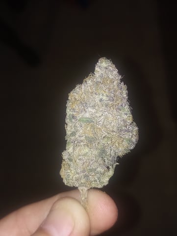 cheddar cheese  — done, day 136