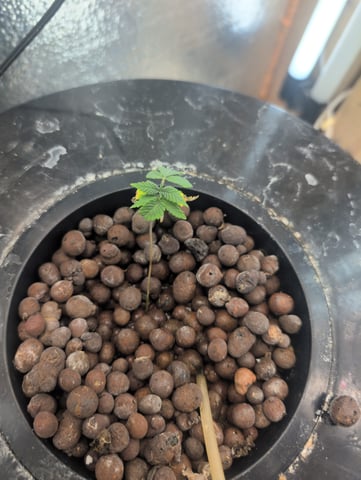 Berry White  — seedling_rooting, day 18