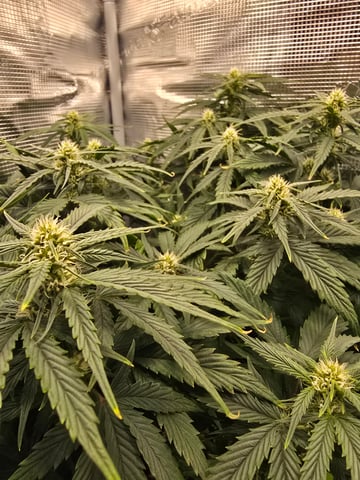 blue dream auto — flower, day 43