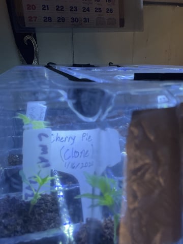 Cherry Pie  — vegetative, day 8