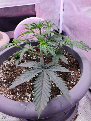 First grow in first set up — vegetative, day 46