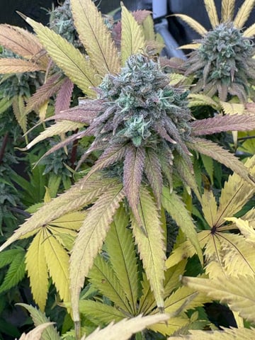 grow 3 — flower, day 56