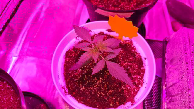 first grow adventure  — vegetative, day 18