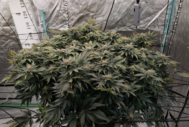Blackberry Kush — flower, day 103