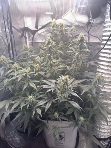 Key Lime Pie — flower, day 58