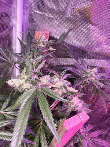 Special Queen 1  — flower, day 89