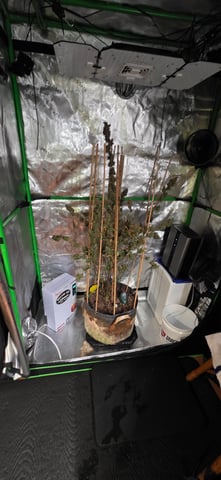 Here We Grow... — harvest, day 140