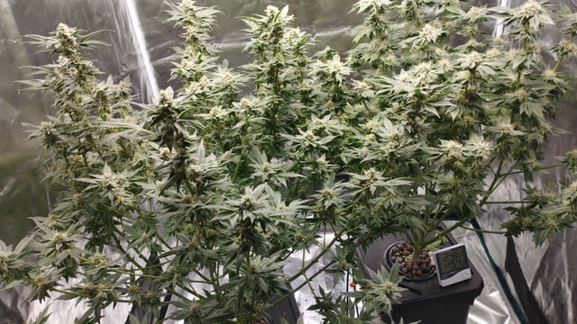 First Grow - - - Hydroponic - - - Roswell Code (2 plants)  — flower, day 40