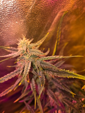 high octane x holy grail  — auto, day 59