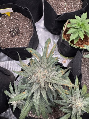 SSH and BD — flower, day 58