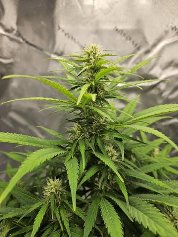 Gorilla Z auto — flower, day 70