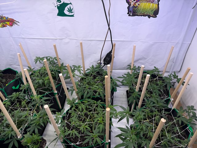 Indoor Grow  — vegetative, day 123