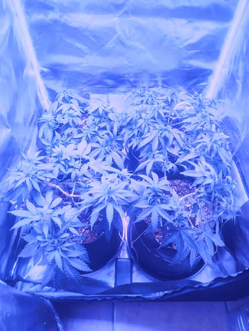 3 in flower — flower, day 15