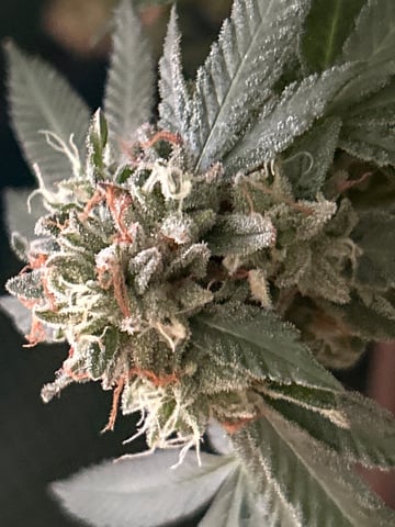 1st baby  — flower, day 67