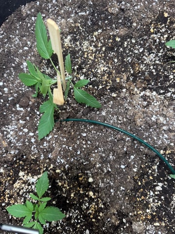 indoor trellis tie down  — vegetative, day 35