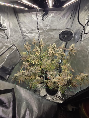 Skunk #1 — flower, day 144