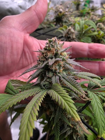 First Grow — flower, day 118