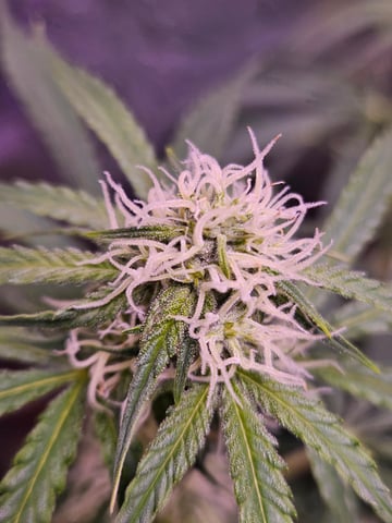 gary poppins — flower, day 70