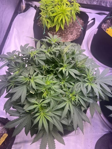 Indoor Grow  — vegetative, day 19