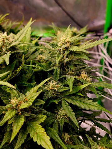 Fastbuds Autoflower Run — flower, day 73