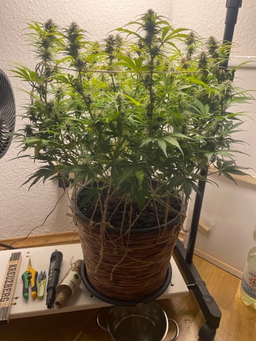 Mashenka — auto, day 11