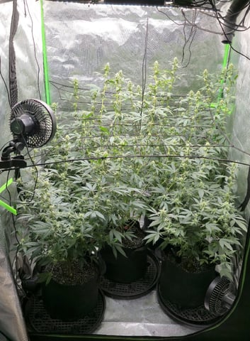 SGC And GWS Clones — flower, day 23