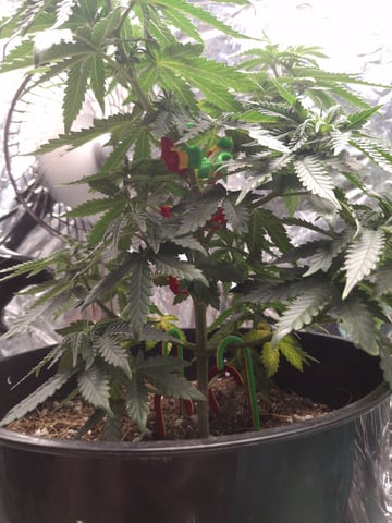 1st Grow - ROYAL MOBY (indoor)(photop.) — vegetative, day 52