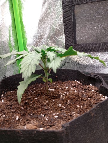 All Aboard!!! — vegetative, day 16