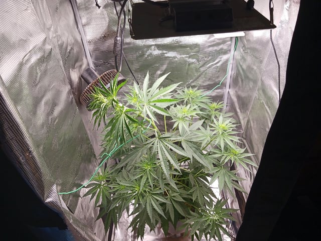 2nd Grow 2026  — vegetative, day 42
