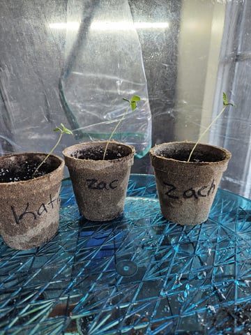Double Kush (Zac) — seedling_rooting, day 15