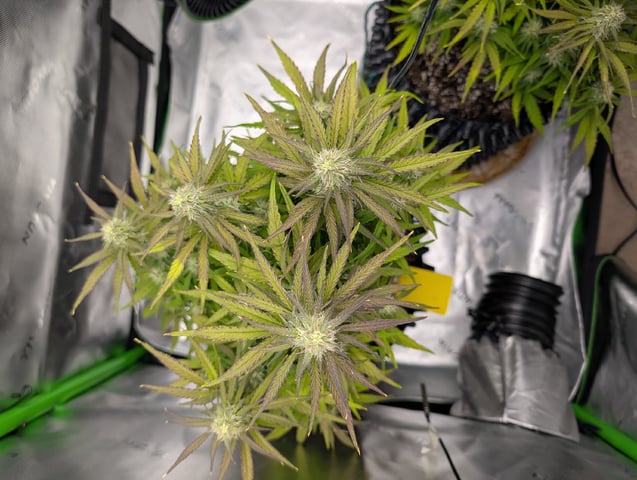 Titan F1 grow  — flower, day 61